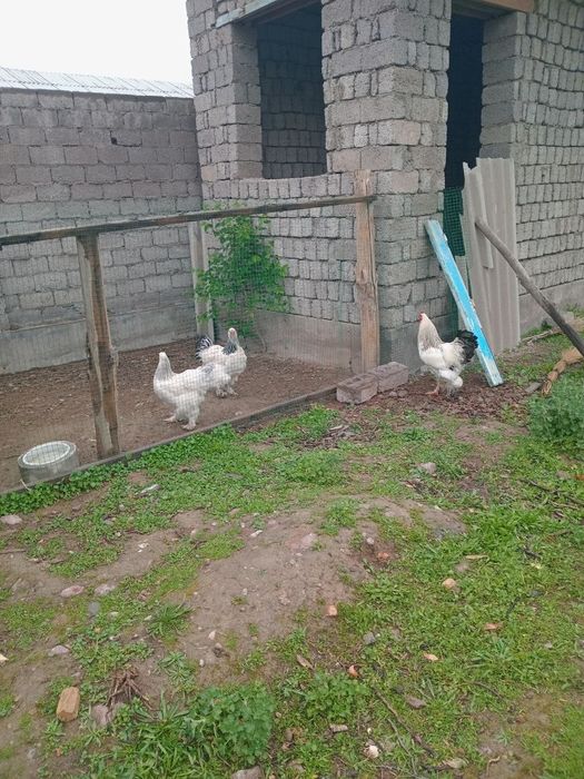 Brama tuxumlari atiga 10 ming som