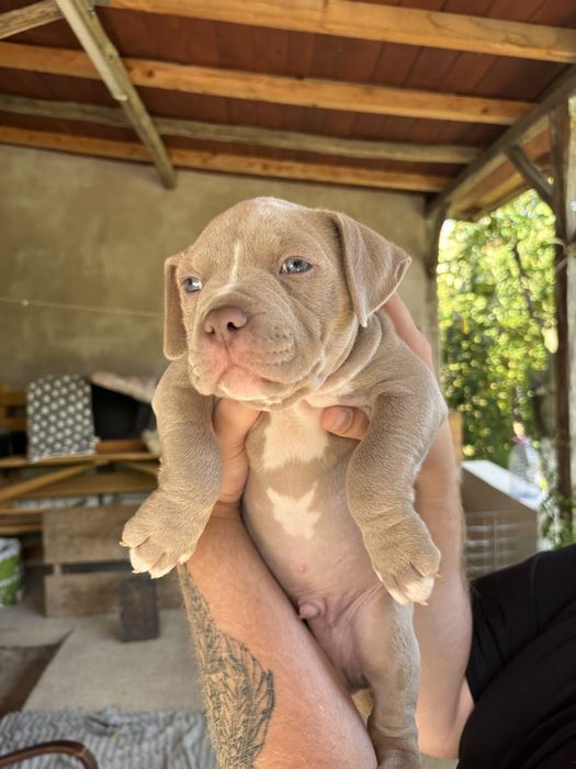 American Bully ABKC