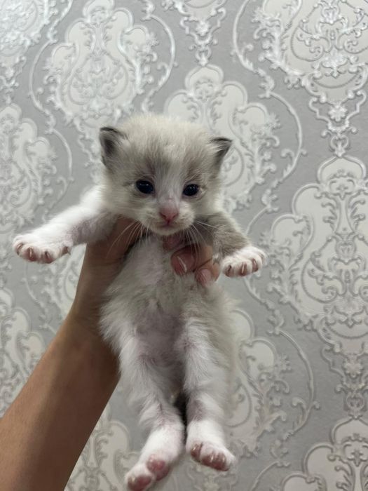 Отдам котят по 2500тг!