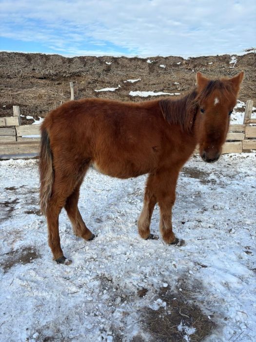 Еркек жабағы Сатылады