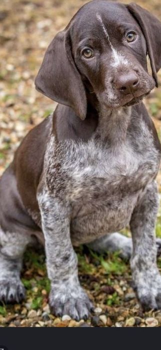 Курцхаар продаётся