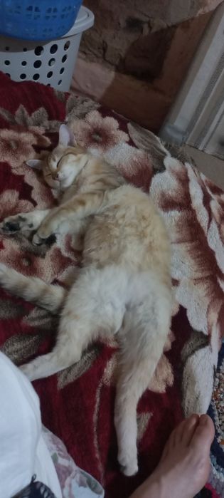 Отдам кошку в добрые руки