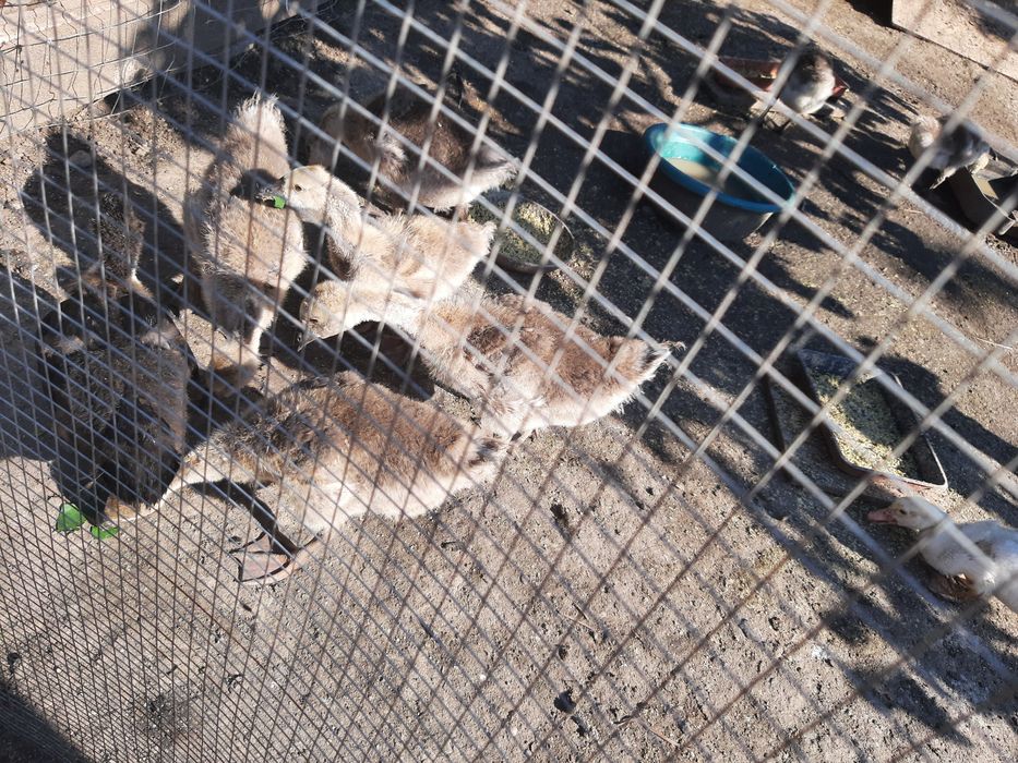 7 boboci gâscă chinezească  2, 5 Luni