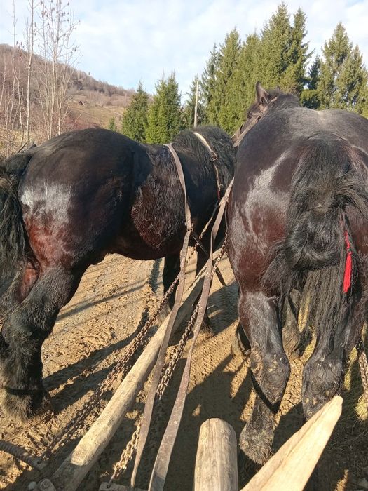 Cai de vânzare  3 și 5 ani