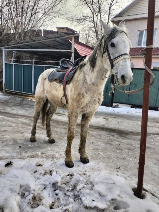 Пішпе ат сатылады