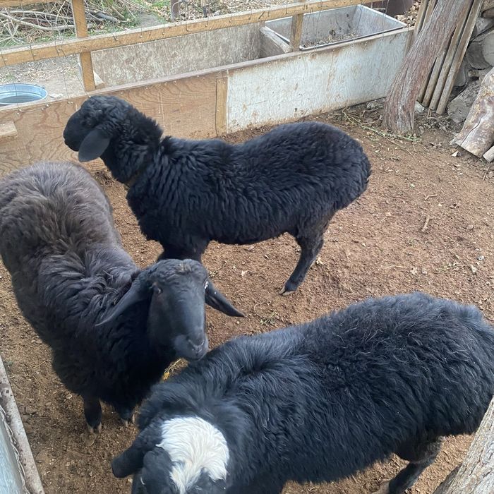 К,азоки куйлар сотилади