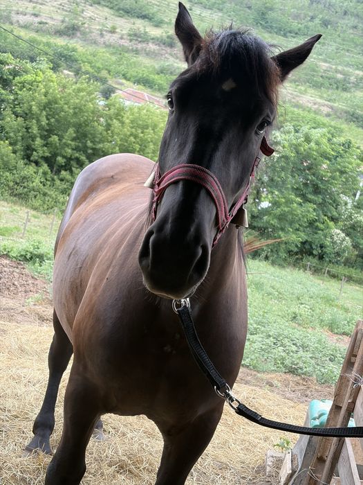 Manză de doi ani jumate