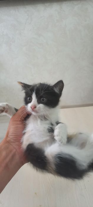 Котята котенок домашние