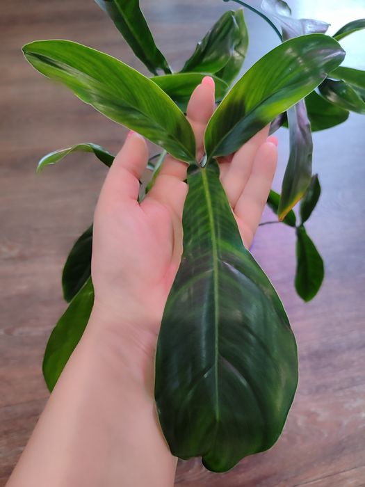 Филодендроны разных сортов