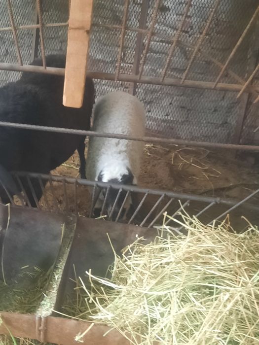 Ona bola qoy sotiladi