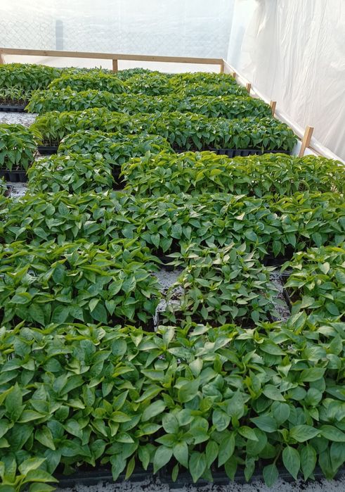 Rasaduri profesionale