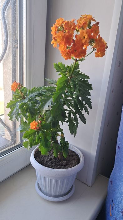 Цветы  разные ухоженные