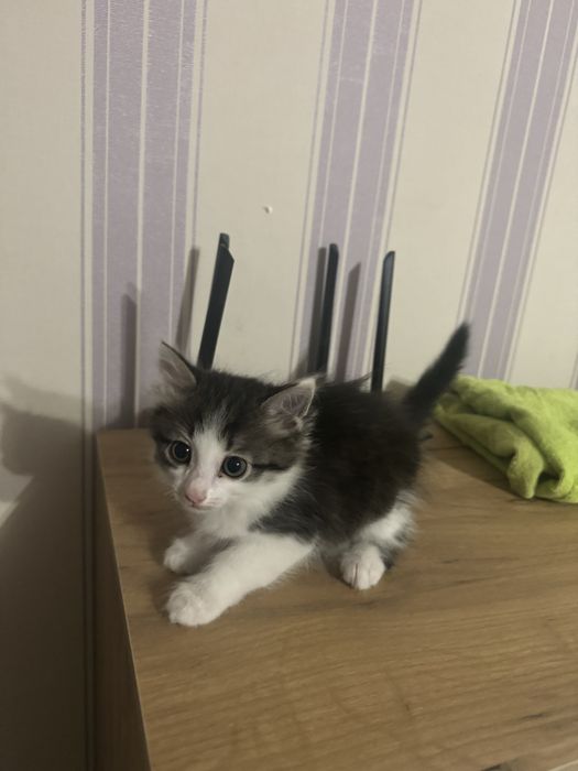 Домашний Котенок мальчик