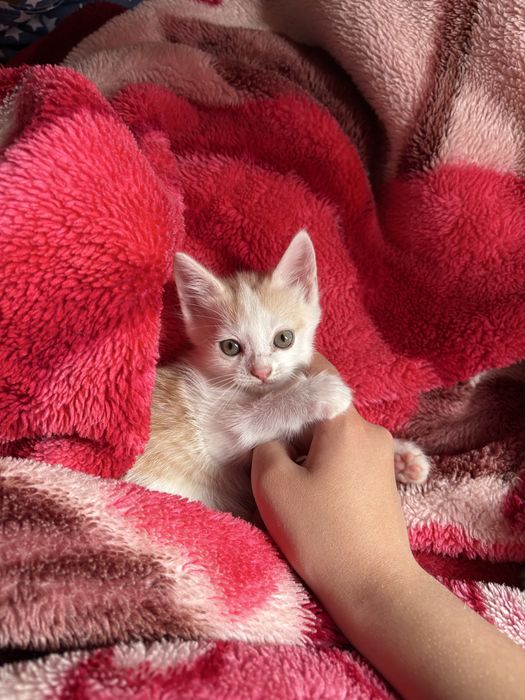 Котята мальчики и девочка