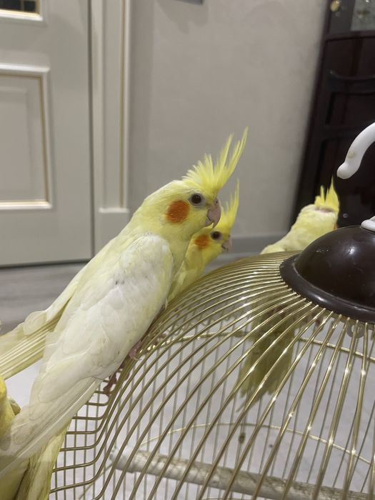 ручной карелла сотилади.