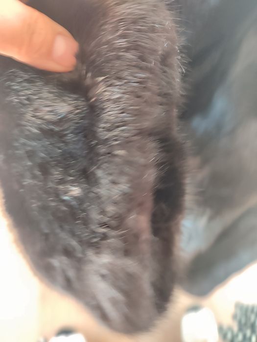 Шуба женская норка