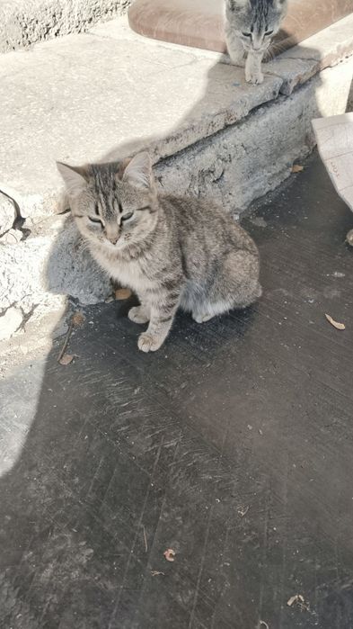 Отдадим котят в хорошие руки