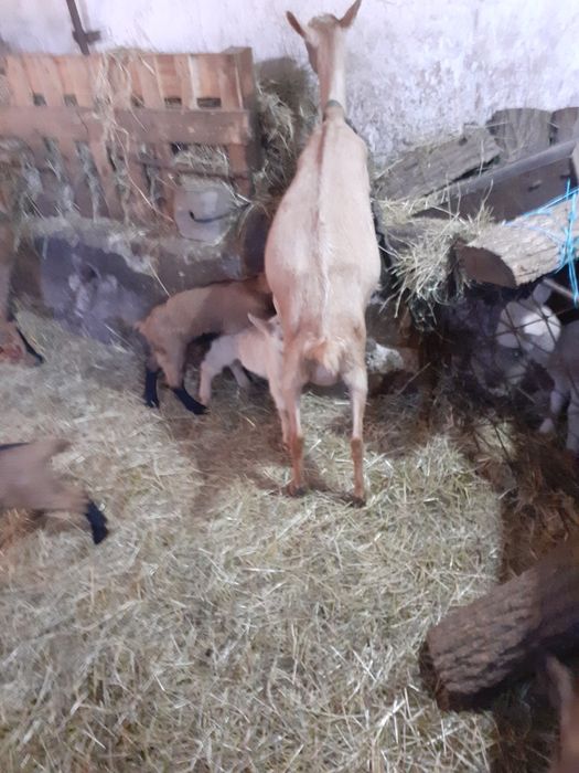 Capre alpine  de lapte selectate