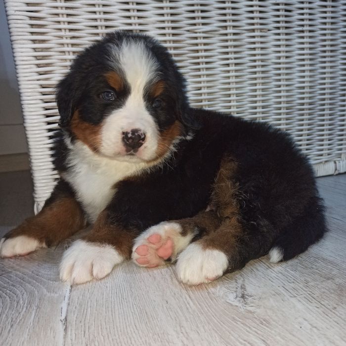 Pui  Ciobanesc de Berna Leonardo