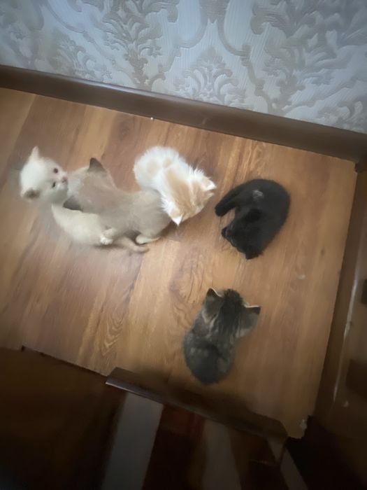 Мысық марғаулары тегін