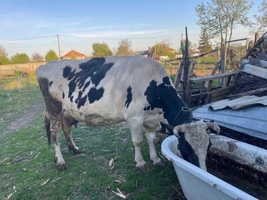 Vacă cu 4 vitei fatati.