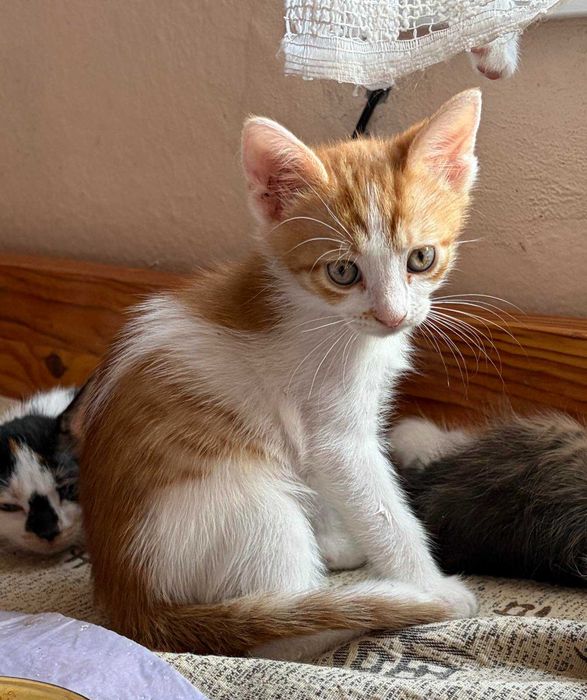 Котенца за осиновяване