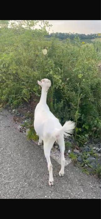Capra metis de alpin cu saanen si ieduta saanen