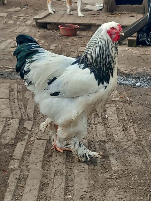 Vând ouă pentru incubat