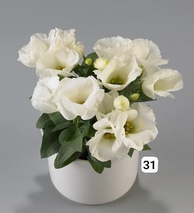 Семена (проф.)  Лизиантус ( Эустома)