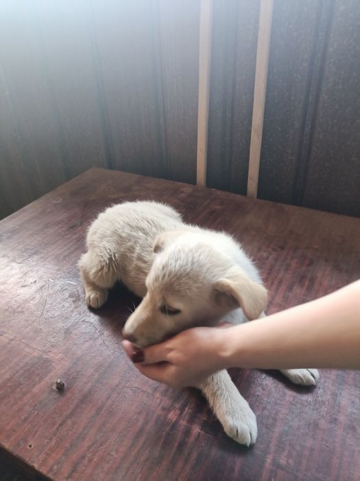 Отдам щенка девочка