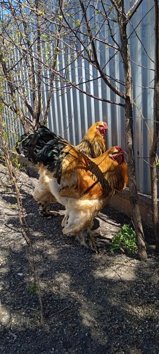 Брама чистокровная