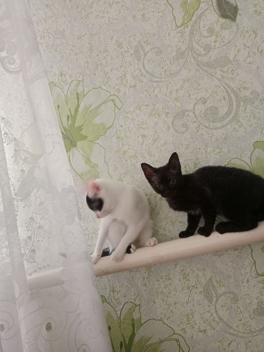 Отдам котят в хорошие руки
