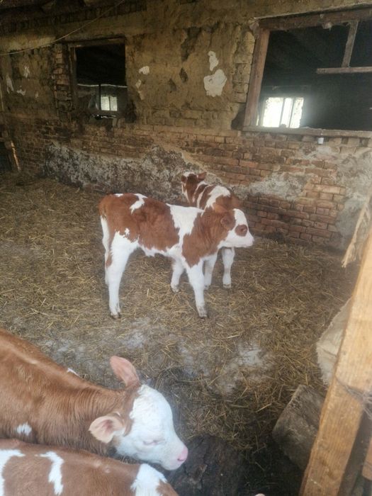 Vând taurasi si vitele