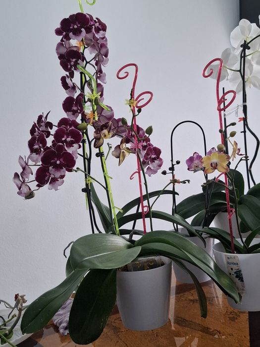 Продётся орхидеи