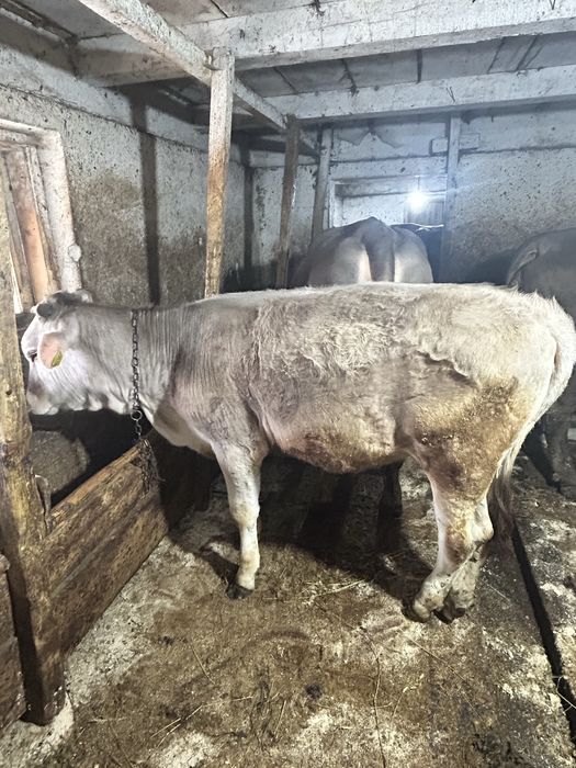 Vand vitica bruna de maramures