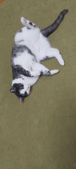 Отдам кота в добрые руки.