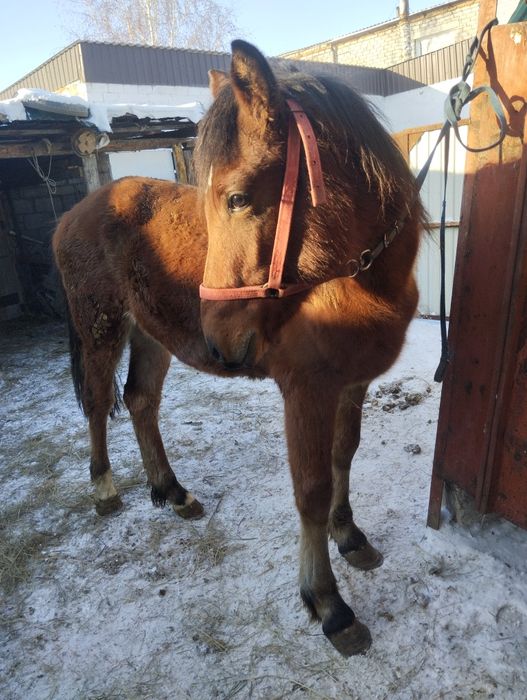 Продам Лошадь еркек