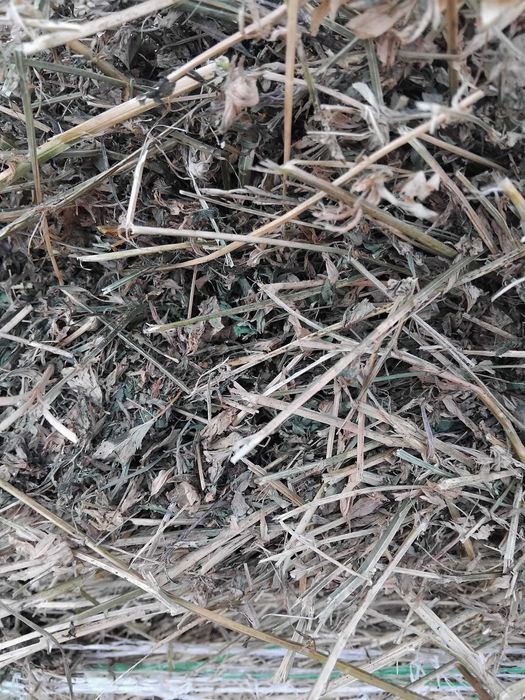 Vanzare fan lucerna si siloz porumb