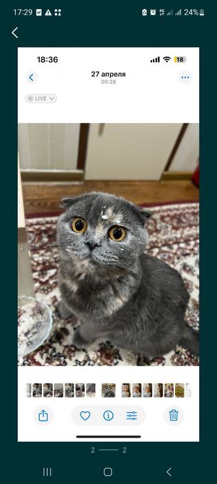 Мушук Скоттиш фолд