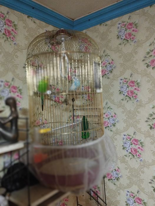 Продам попугаев с клеткой