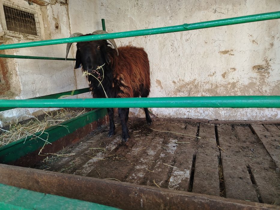 Қошқар сатылады.