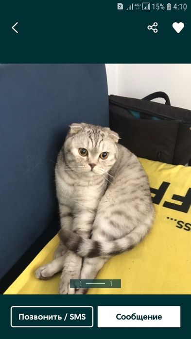 Вязка Скоттиш фолд шотландец