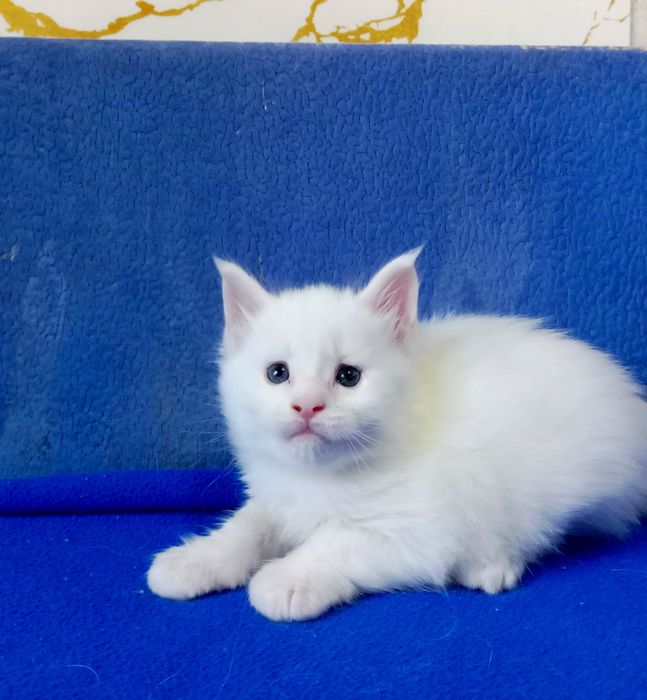 Милейшие котята Мейн Кун