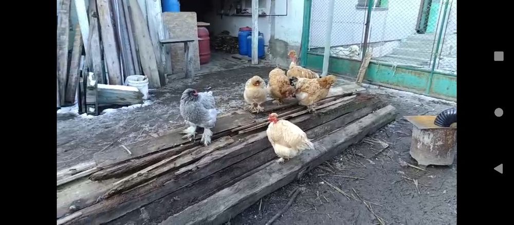 Oua incubat de la gainile din imagine