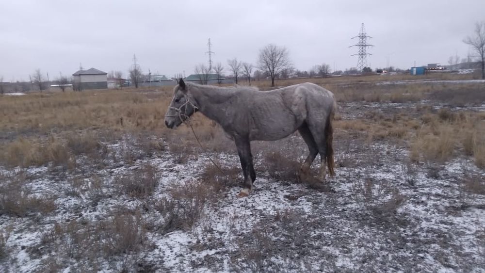 Бие сатылады. Буаз.