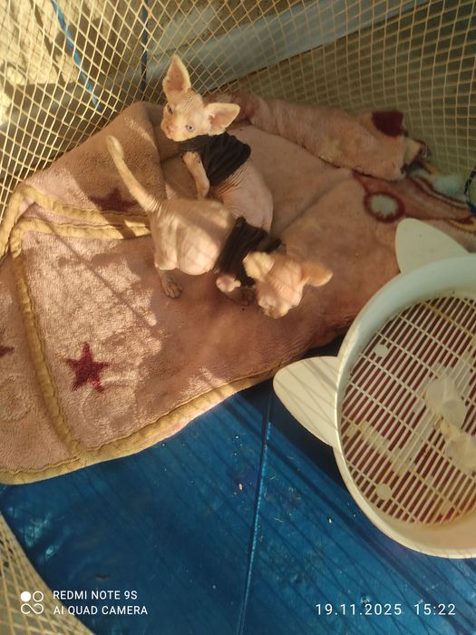 Котята канадский сфинкс,родились 8 октября  две девочки