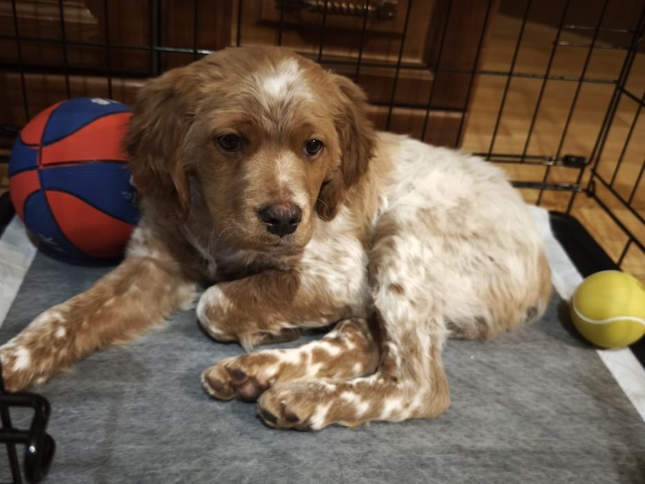 Епаньол Бретон на  3 месеца