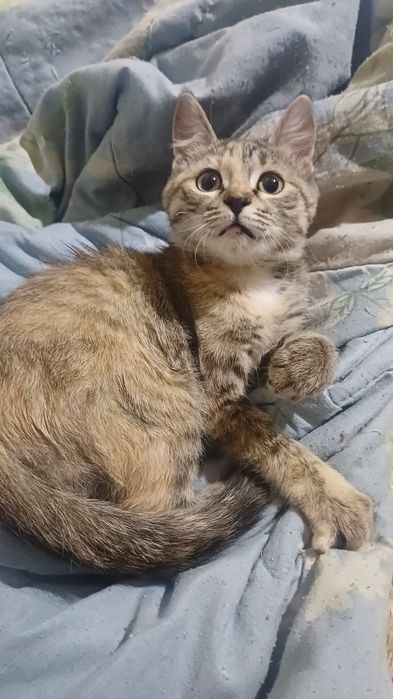 Котенок девочка 3 мес