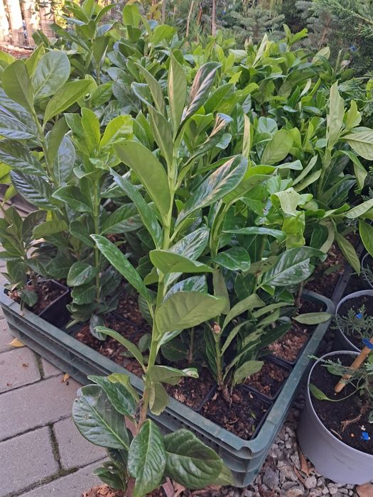 Laur englezesc 35-50 cm