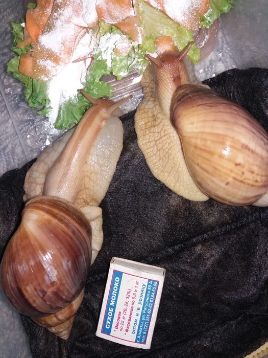Улитки ахатины иммакулята